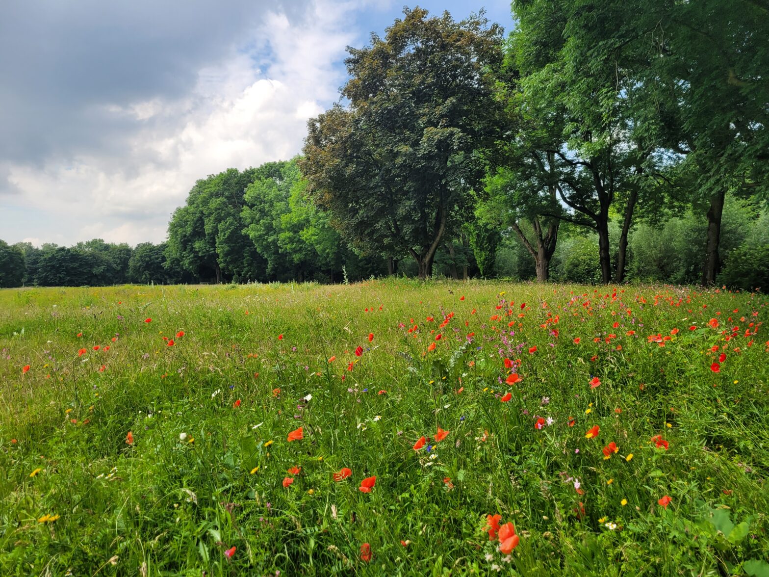 20.05.2026 Rundgang in den „Filder Wiesen“