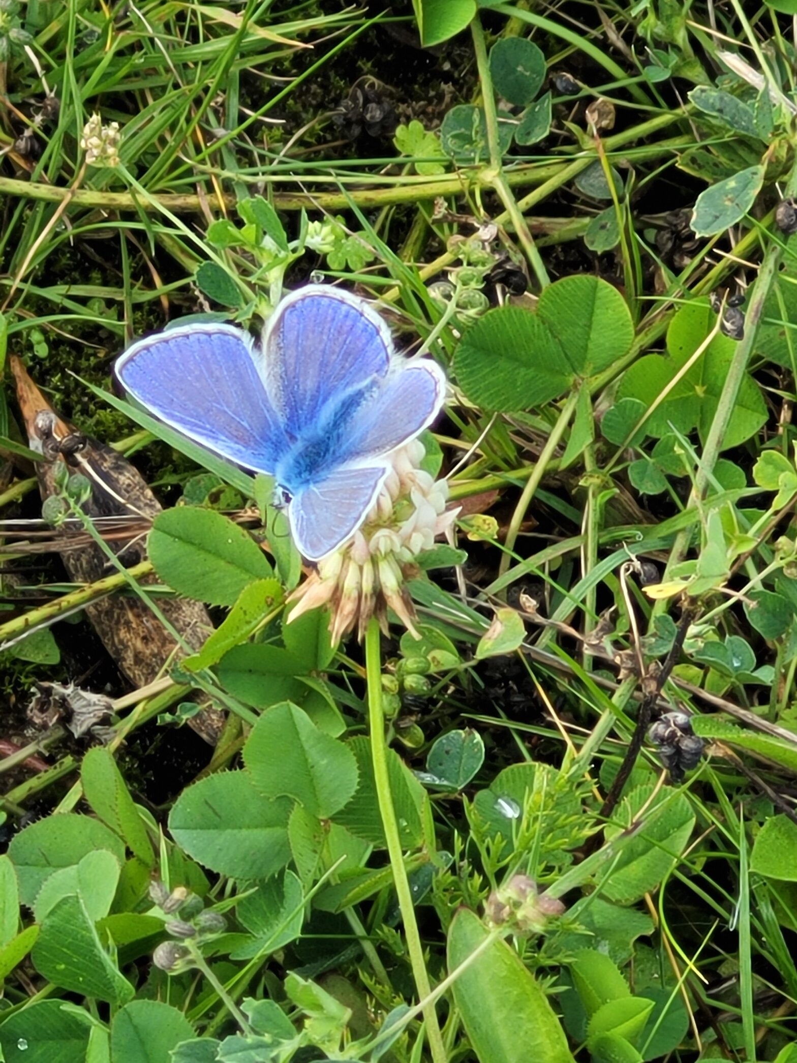 14.01.26: Naturschutz in Moers –  Gemeinsam für mehr Artenvielfalt