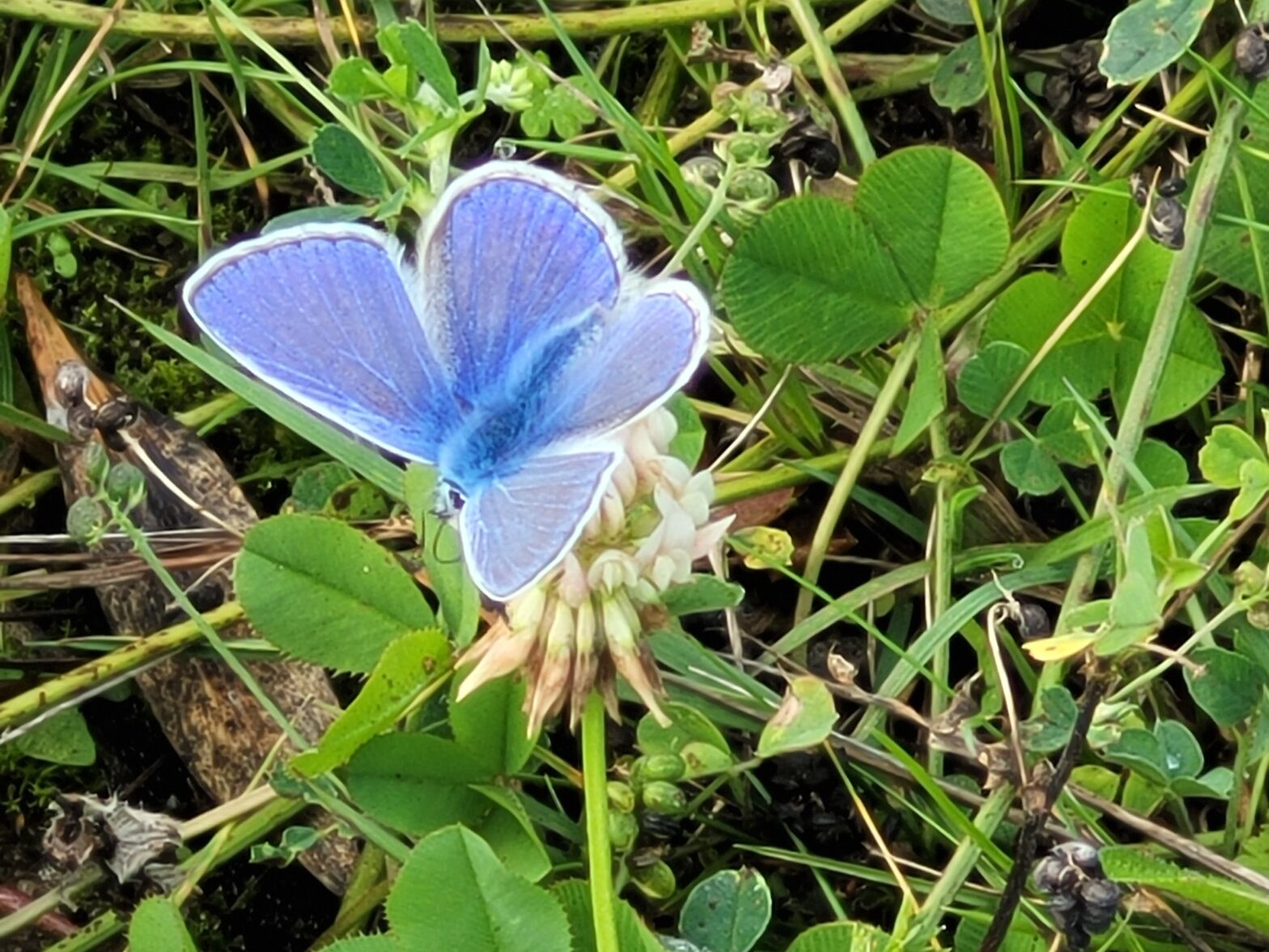 14.01.26: Naturschutz in Moers –  Gemeinsam für mehr Artenvielfalt